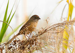 Jerdon's Babbler