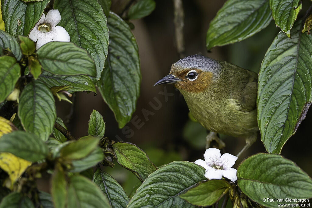 Chestnut-faced Babbleradult