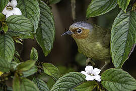 Chestnut-faced Babbler