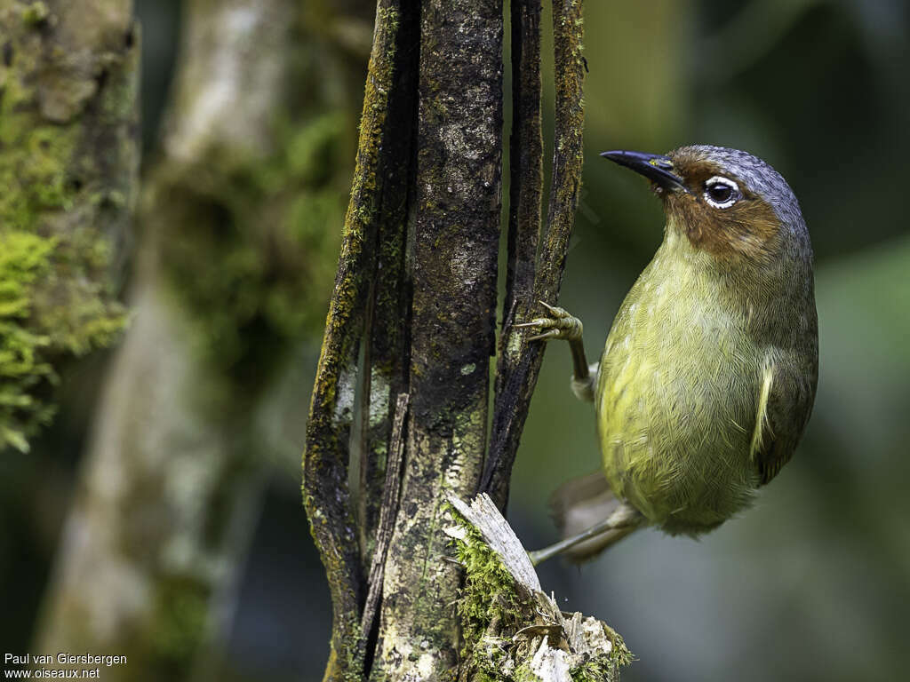 Chestnut-faced Babbleradult