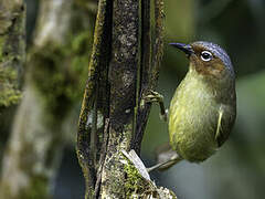 Chestnut-faced Babbler