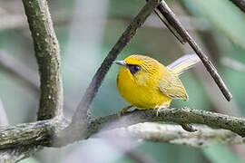 Golden Babbler