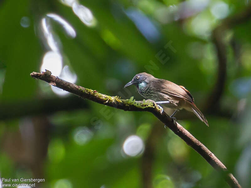 Chestnut-rumped Babbleradult