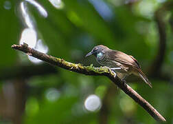 Chestnut-rumped Babbler