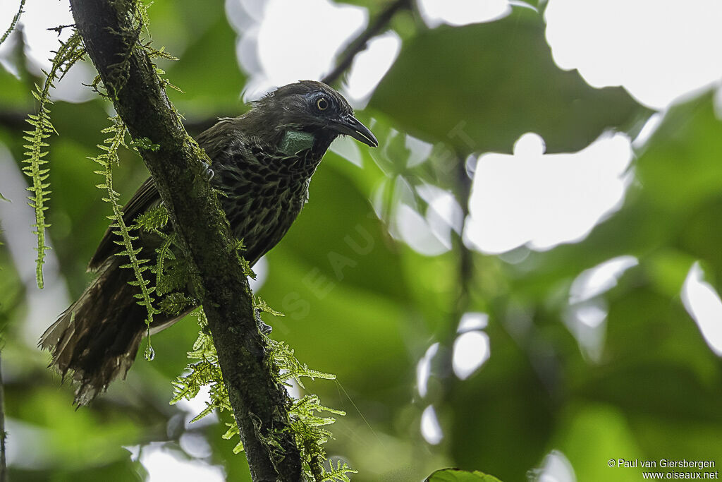 Chestnut-rumped Babbleradult