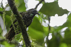 Chestnut-rumped Babbler