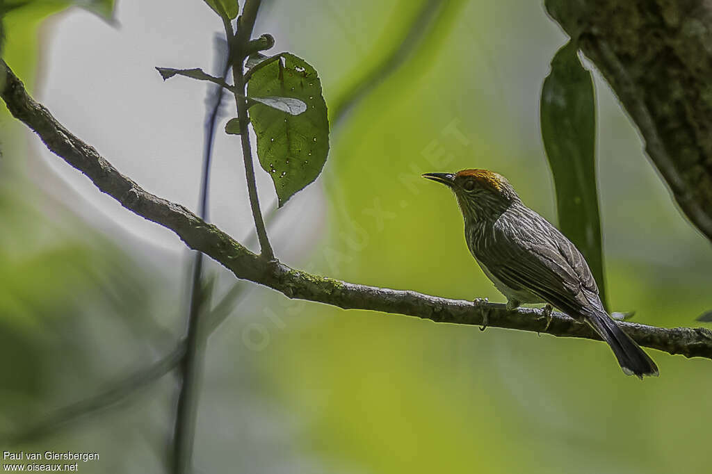 Rusty-crowned Babbleradult