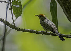 Rusty-crowned Babbler