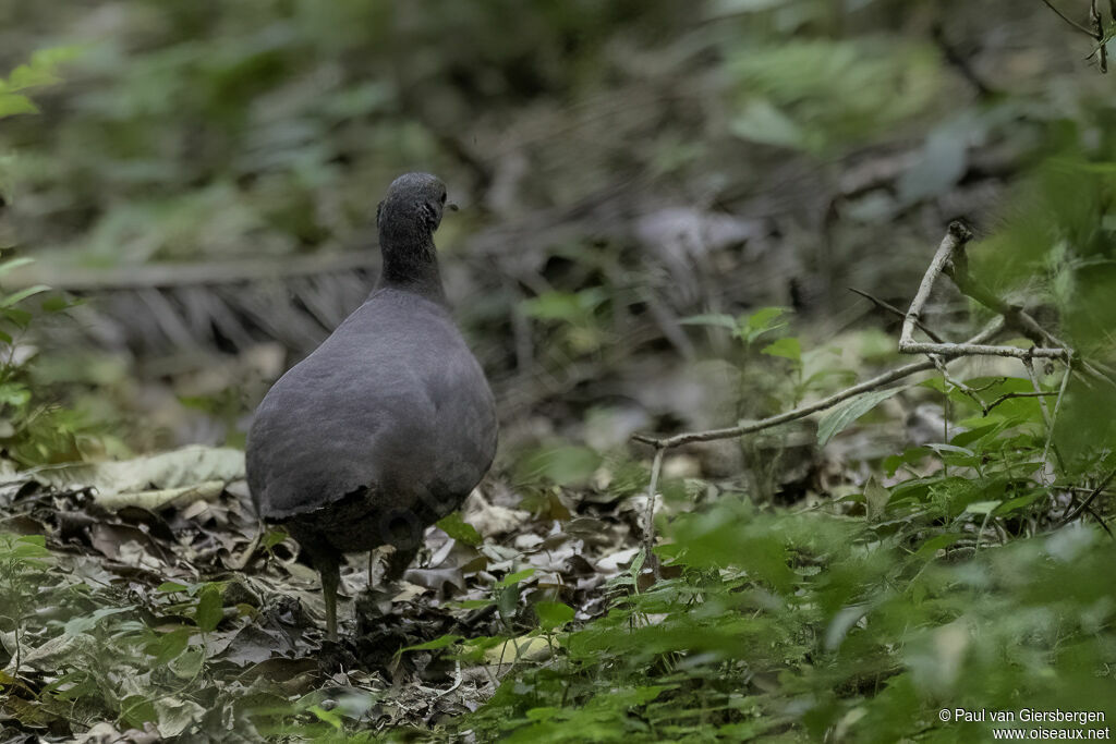 Brown Tinamouadult