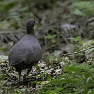 Tinamou brun
