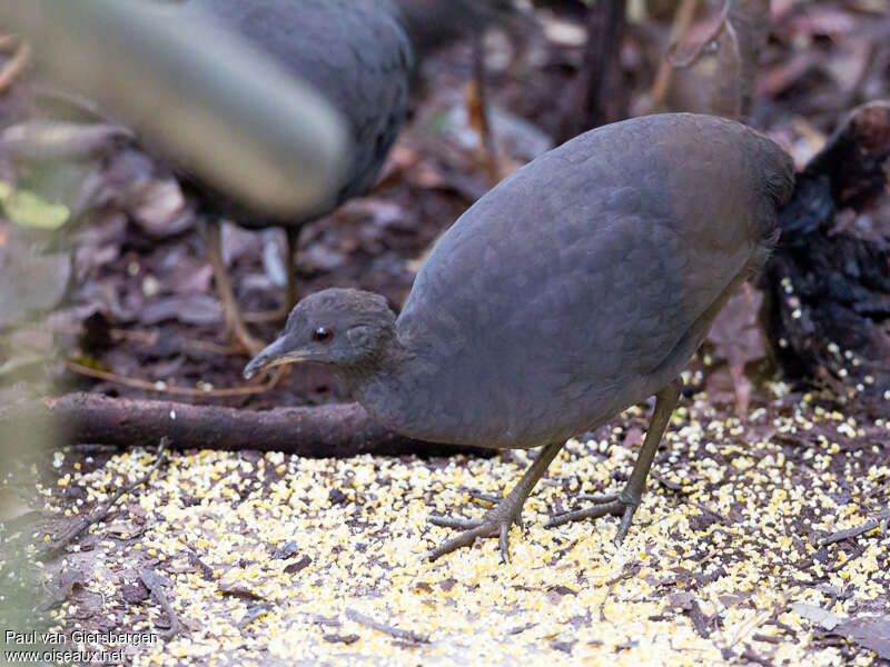 Cinereous Tinamou, identification