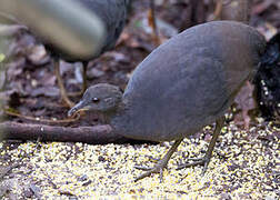 Cinereous Tinamou