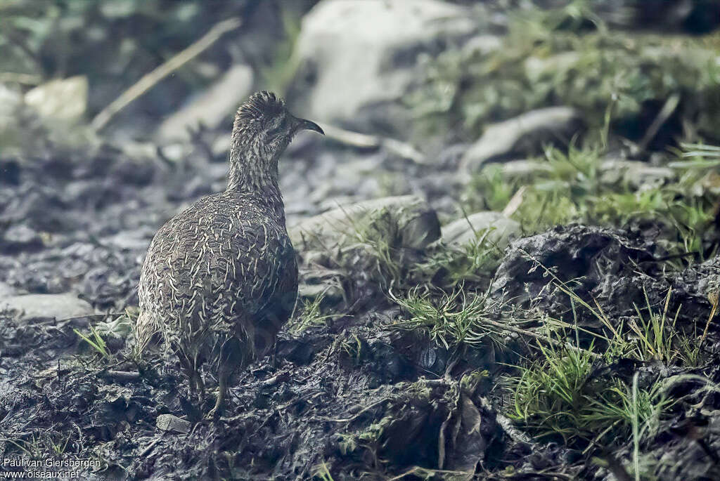 Andean Tinamouadult