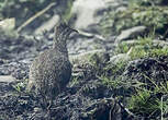 Tinamou des Andes