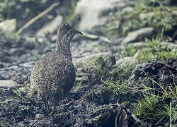 Andean Tinamou