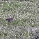 Tinamou isabelle
