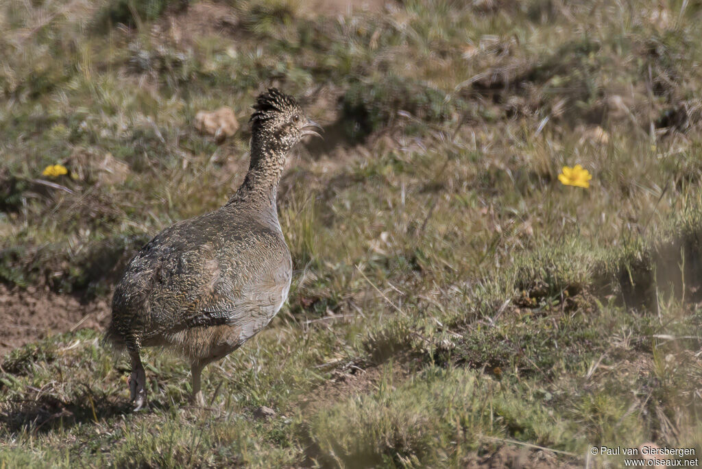 Tinamou ornéadulte