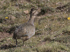 Ornate Tinamou