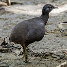 Tinamou soui
