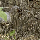 Tinamou vermiculé