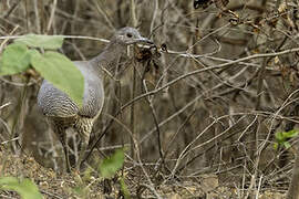 Undulated Tinamou