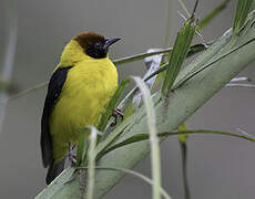 Brown-capped Weaver