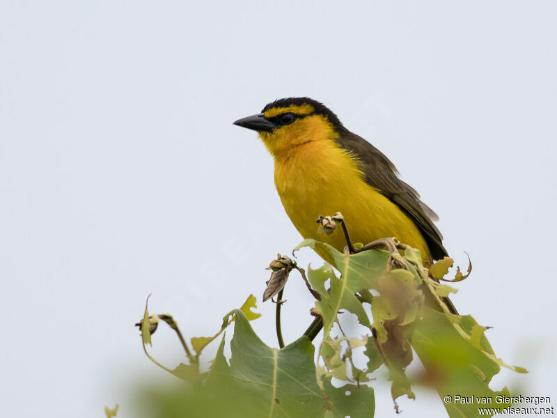 Black-necked Weaver