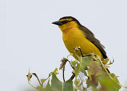 Black-necked Weaver