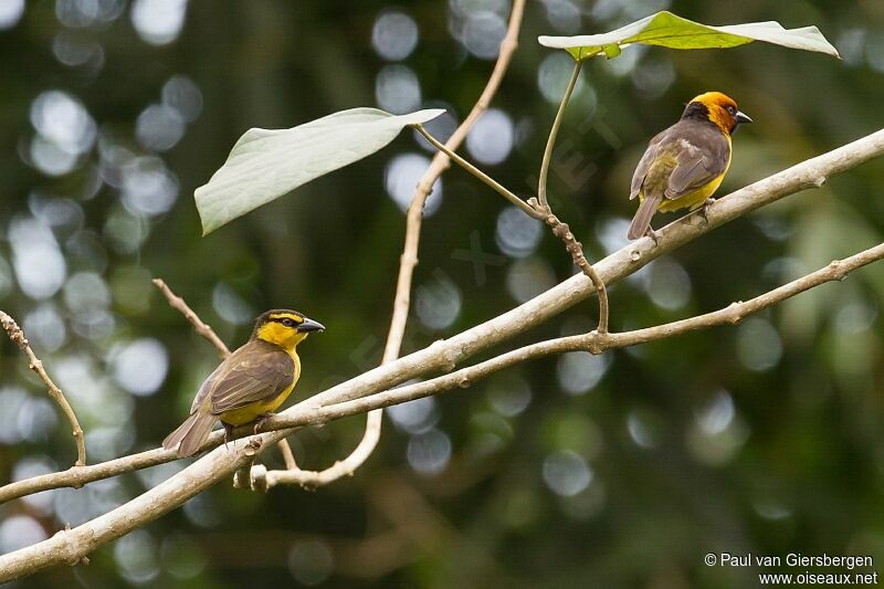 Black-necked Weaveradult