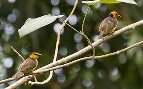 Black-necked Weaver