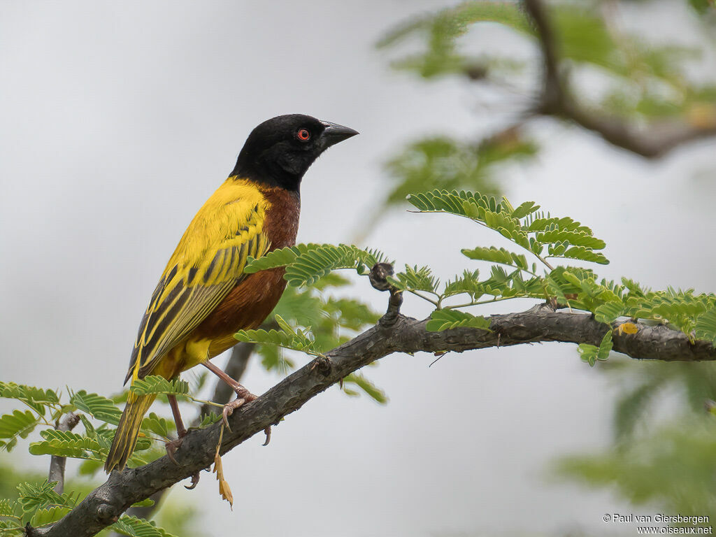 Golden-backed Weaver male adult