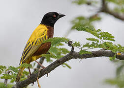 Golden-backed Weaver