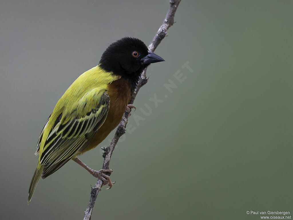 Golden-backed Weaver male adult