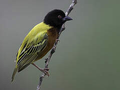 Golden-backed Weaver