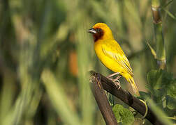 Southern Brown-throated Weaver