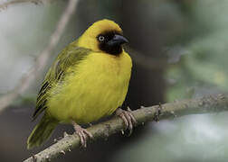 Northern Brown-throated Weaver