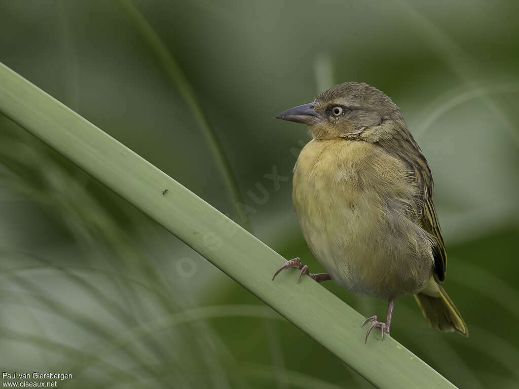 Northern Brown-throated Weaver female adult, close-up portrait, pigmentation