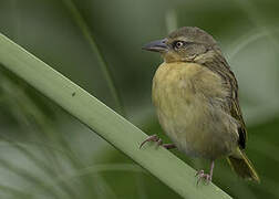 Northern Brown-throated Weaver