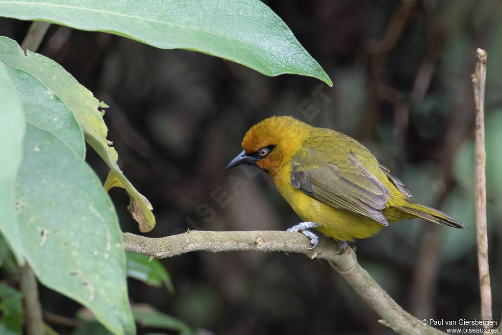 Spectacled Weaveradult