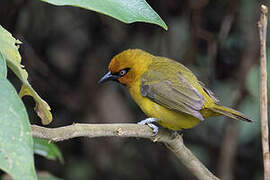 Spectacled Weaver