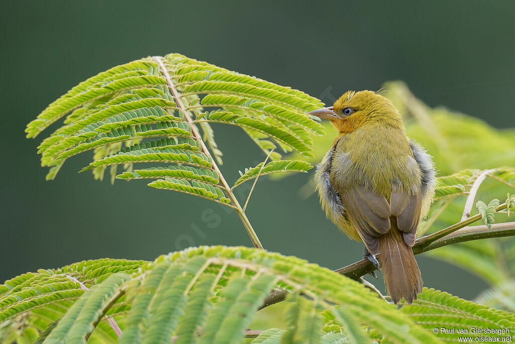 Spectacled Weaver female adult