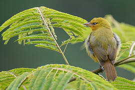 Spectacled Weaver