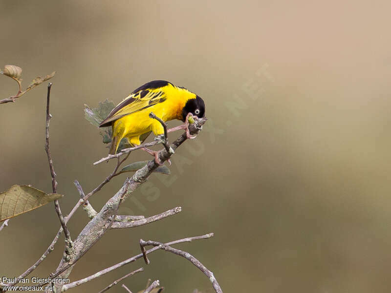 Black-chinned Weaver female adult, pigmentation