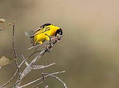 Black-chinned Weaver