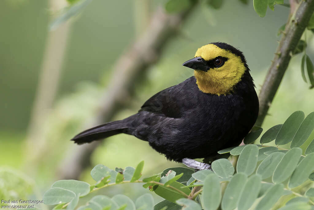 Tisserin à tête jaune femelle adulte, identification