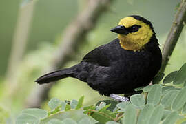 Black-billed Weaver