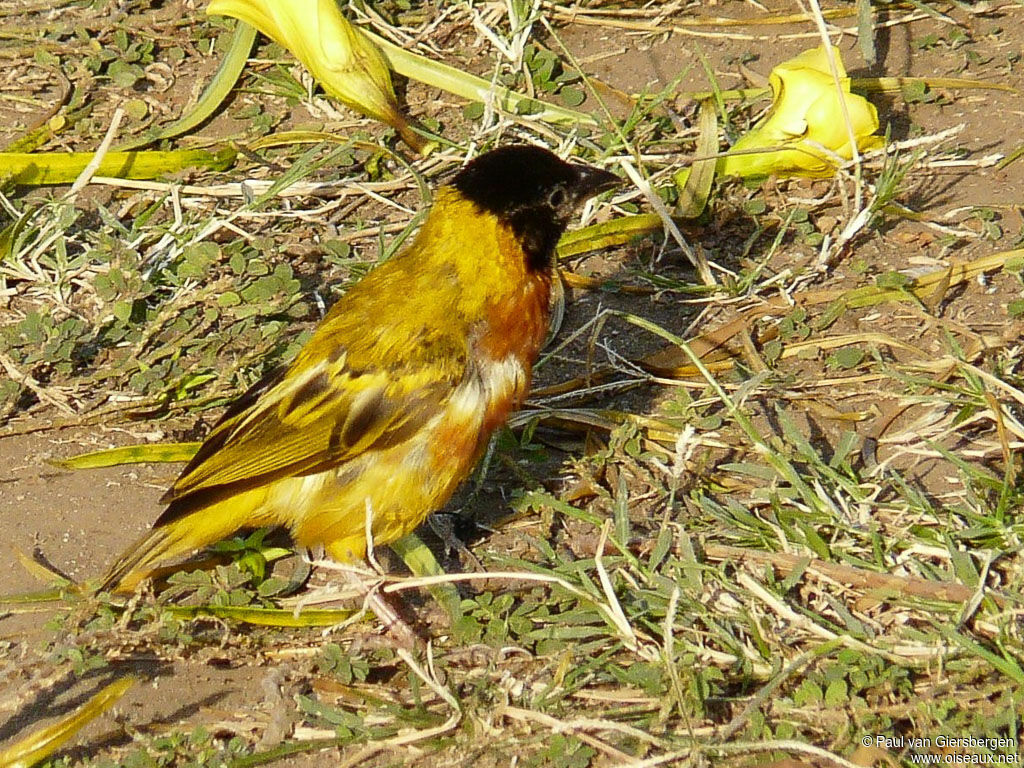 Black-headed Weaver male adult