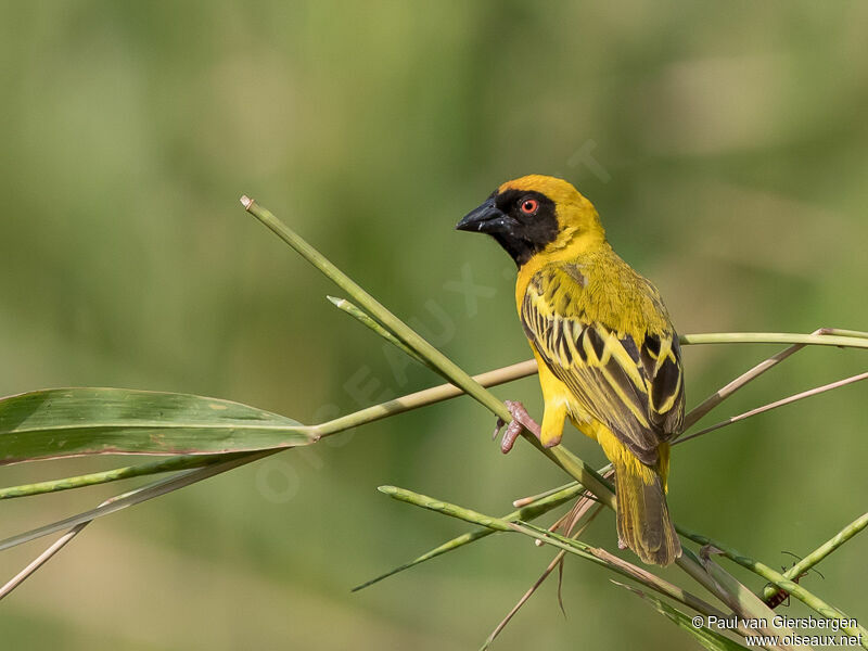 Southern Masked Weaver male adult