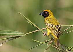 Southern Masked Weaver