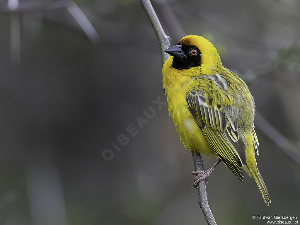 Southern Masked Weaver male adult breeding